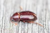 Nalassus laevioctostriatus