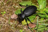 Carabus coriaceus
