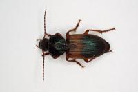 Gynandromorphus etruscus