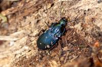 Abax parallelepipedus