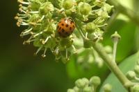 Harmonia axyridis