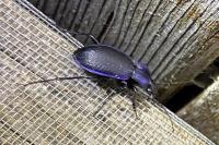 Carabus monilis