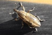 Cleonis pigra