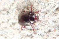 Chrysolina bankii