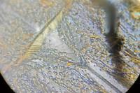 Tropinota hirta