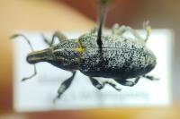 Cleonis pigra
