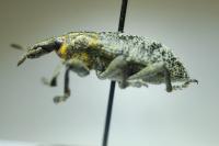 Cleonis pigra