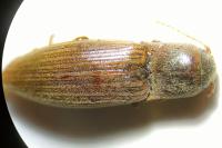 Agriotes lineatus