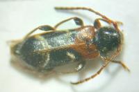 Poecilium alni