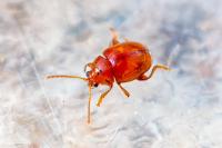 Sphaeroderma