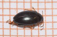 Psylliodes chrysocephala