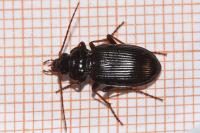 Nebria brevicollis