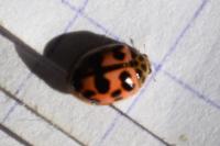 Oenopia conglobata