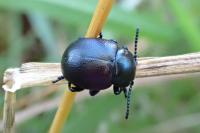 Timarcha goettingensis