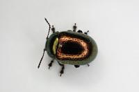Chrysolina hyperici