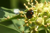 Harmonia axyridis