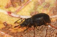 Otiorhynchus ovatus