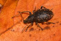 Otiorhynchus aurifer