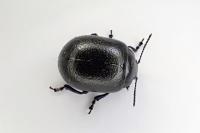 Chrysolina fuliginosa