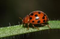 Subcoccinella vigintiquatuorpunctata