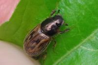 Nimbus contaminatus