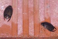 Acilius sulcatus