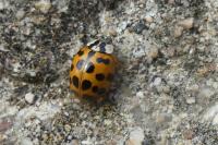 Harmonia axyridis