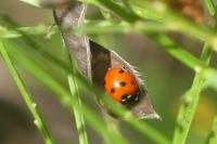 Coccinella septempunctata