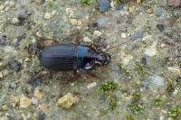 Harpalus dimidiatus