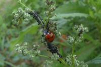Coccinella septempunctata