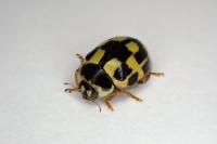 Propylea quatuordecimpunctata