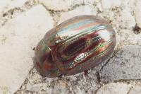 Chrysolina americana