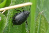 Galeruca tanaceti