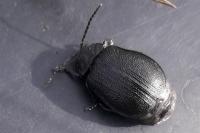 Galeruca tanaceti