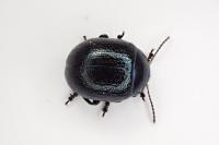 Chrysolina haemoptera