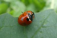 Coccinella septempunctata