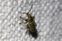 Phyllobius betulinus