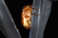 Rhizotrogus marginipes