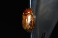 Rhizotrogus marginipes