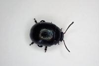 Chrysolina haemoptera