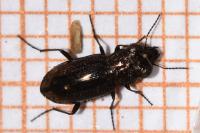 Notiophilus quadripunctatus