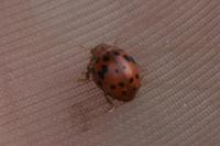 Subcoccinella vigintiquatuorpunctata