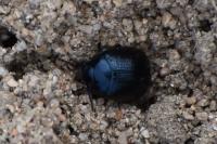 Chrysolina haemoptera