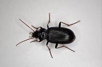 Nebria brevicollis