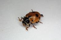 Hippodamia variegata