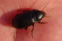 Zabrus tenebrioides