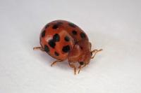 Subcoccinella vigintiquatuorpunctata