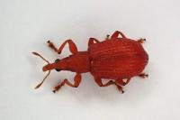 Apion frumentarium