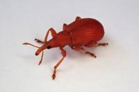 Apion frumentarium