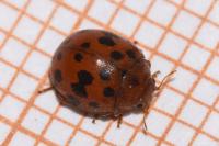 Subcoccinella vigintiquatuorpunctata